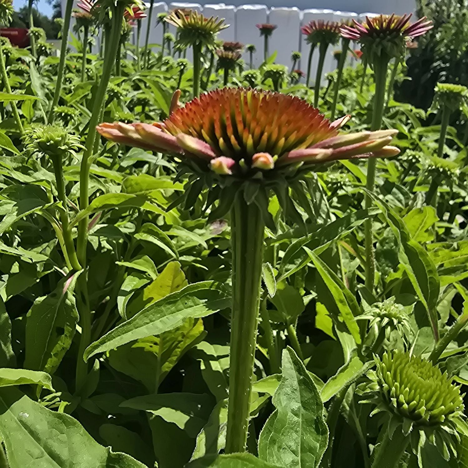 Echinacea Lakota Red - Echinacea Purpurea 'Lakota™ Red'
