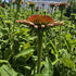 Echinacea Lakota Red - Echinacea Purpurea 'Lakota™ Red'