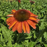 Echinacea Lakota Red - Echinacea Purpurea 'Lakota™ Red'