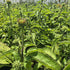 Echinacea Lakota™ Rose - Echinacea Purpurea 'Lakota™ Rose'