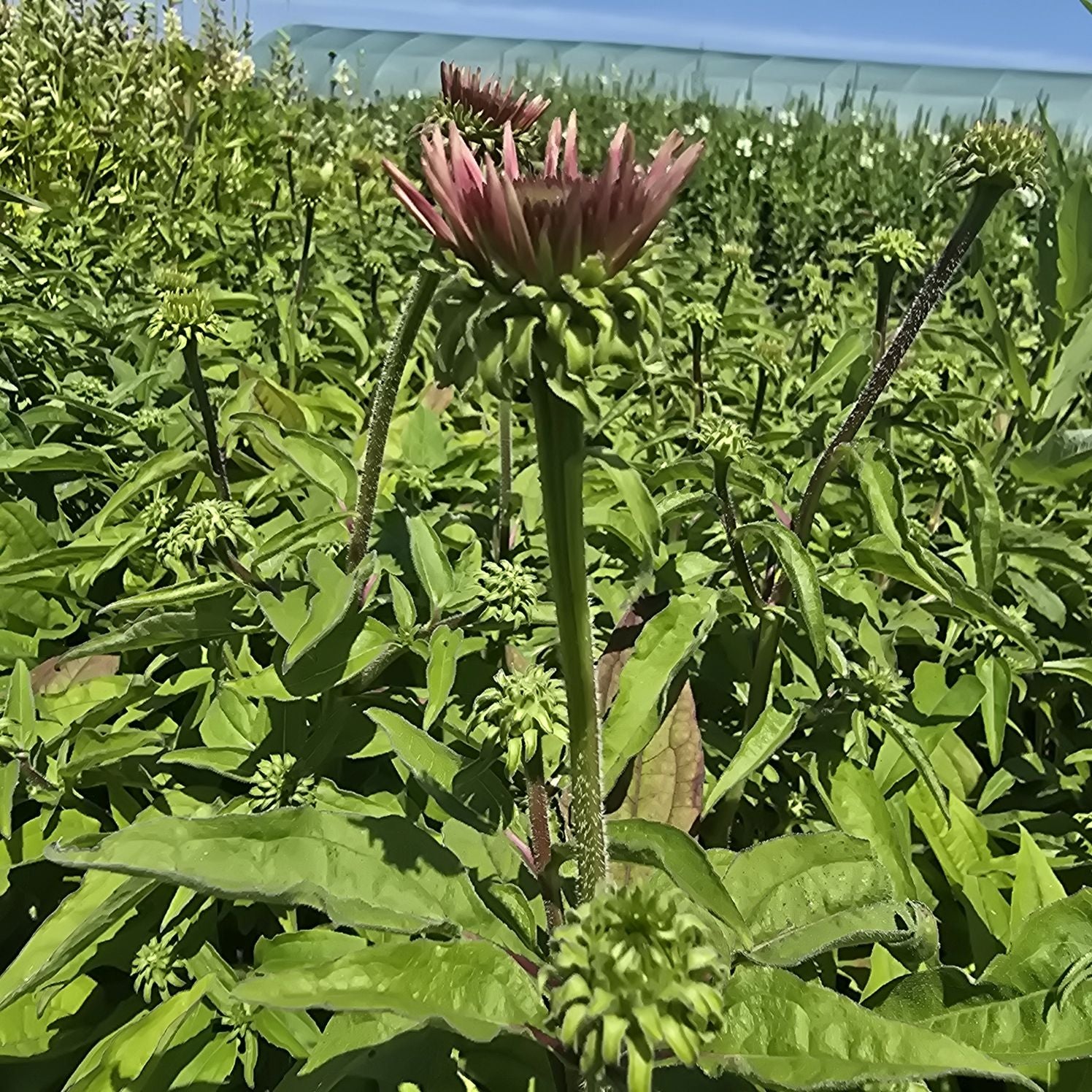Echinacea Lakota™ Rose - Echinacea Purpurea 'Lakota™ Rose'