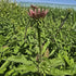 Echinacea Lakota™ Rose - Echinacea Purpurea 'Lakota™ Rose'