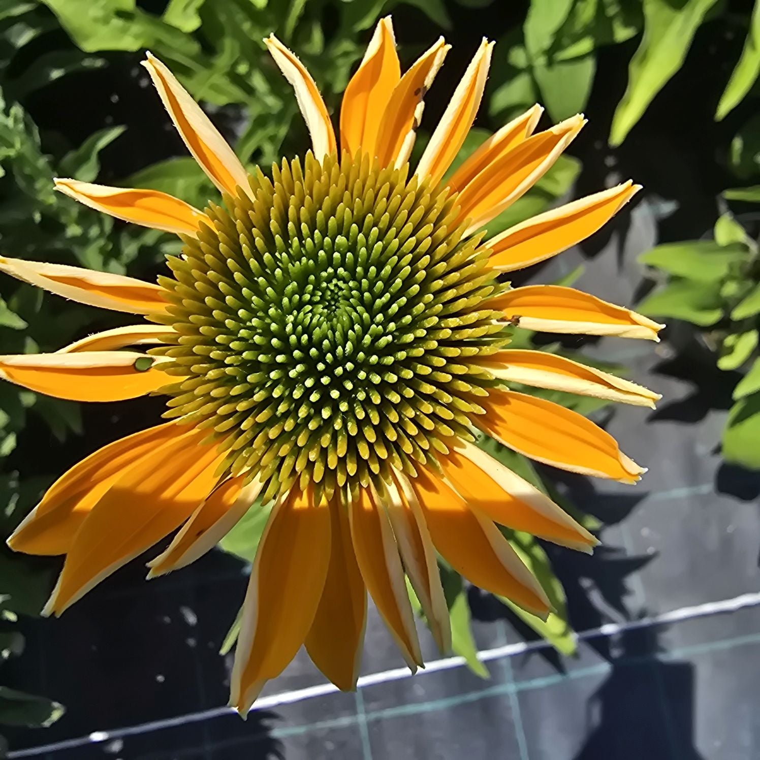 Echinacea Lakota™ Yellow - Echinacea Purpurea 'Lakota™ Yellow'