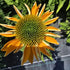Echinacea Lakota™ Yellow - Echinacea Purpurea 'Lakota™ Yellow'