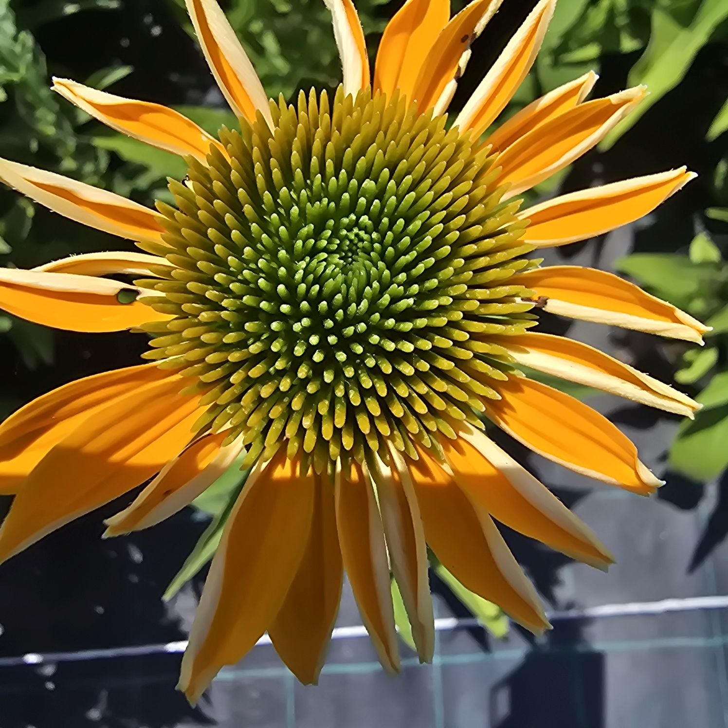 Echinacea Lakota™ Yellow - Echinacea Purpurea 'Lakota™ Yellow'