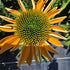 Echinacea Lakota™ Yellow - Echinacea Purpurea 'Lakota™ Yellow'
