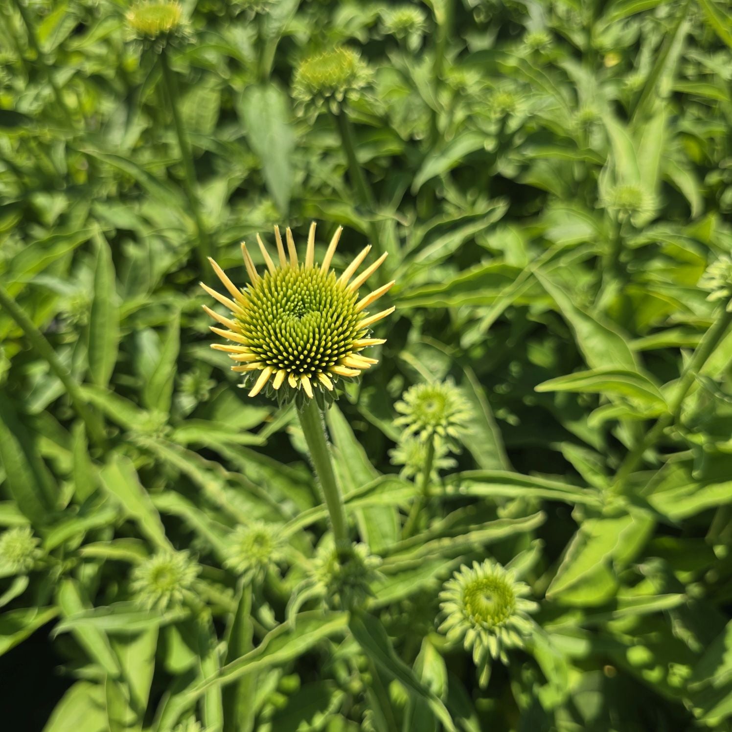 Echinacea Lakota™ Yellow - Echinacea Purpurea 'Lakota™ Yellow'