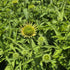 Echinacea Lakota™ Yellow - Echinacea Purpurea 'Lakota™ Yellow'