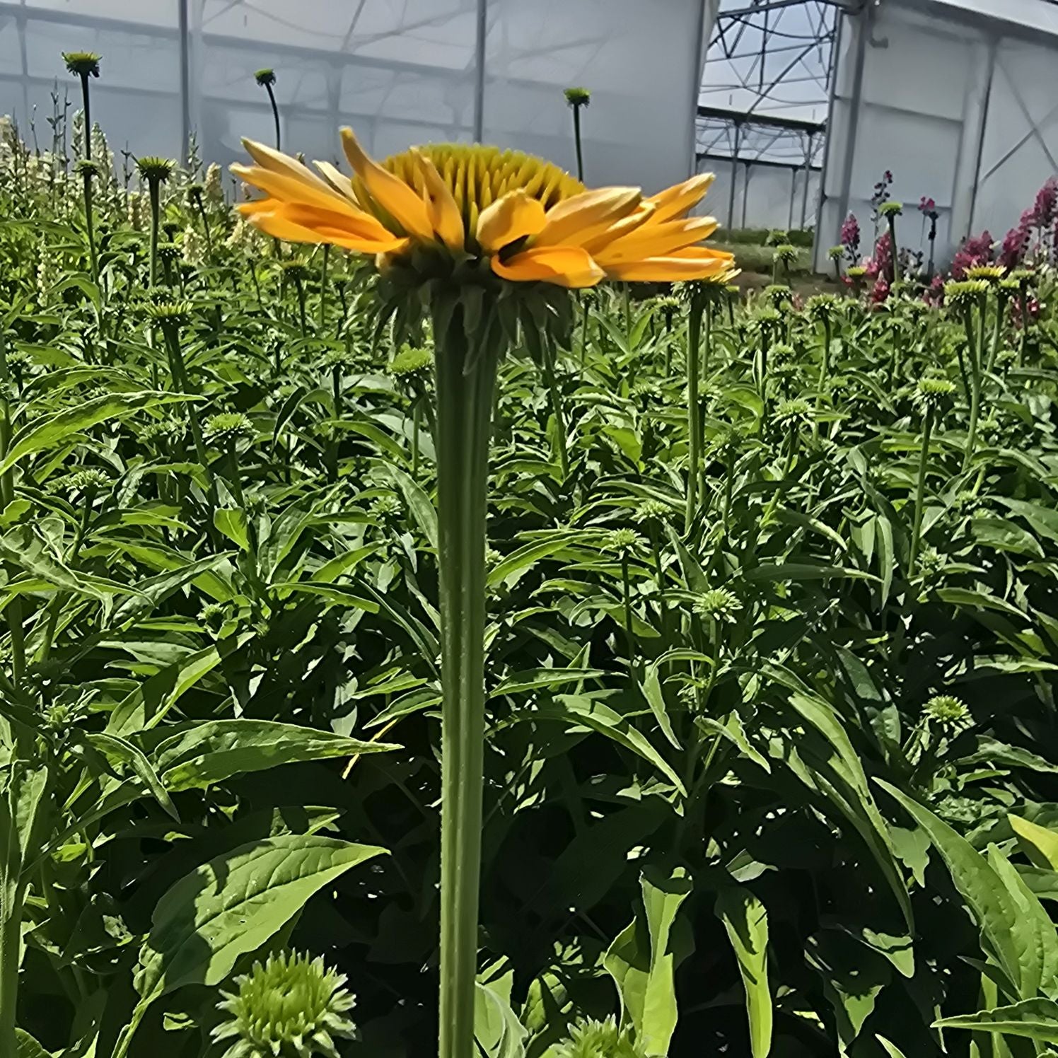 Echinacea Lakota™ Yellow - Echinacea Purpurea 'Lakota™ Yellow'