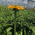 Echinacea Lakota™ Yellow - Echinacea Purpurea 'Lakota™ Yellow'
