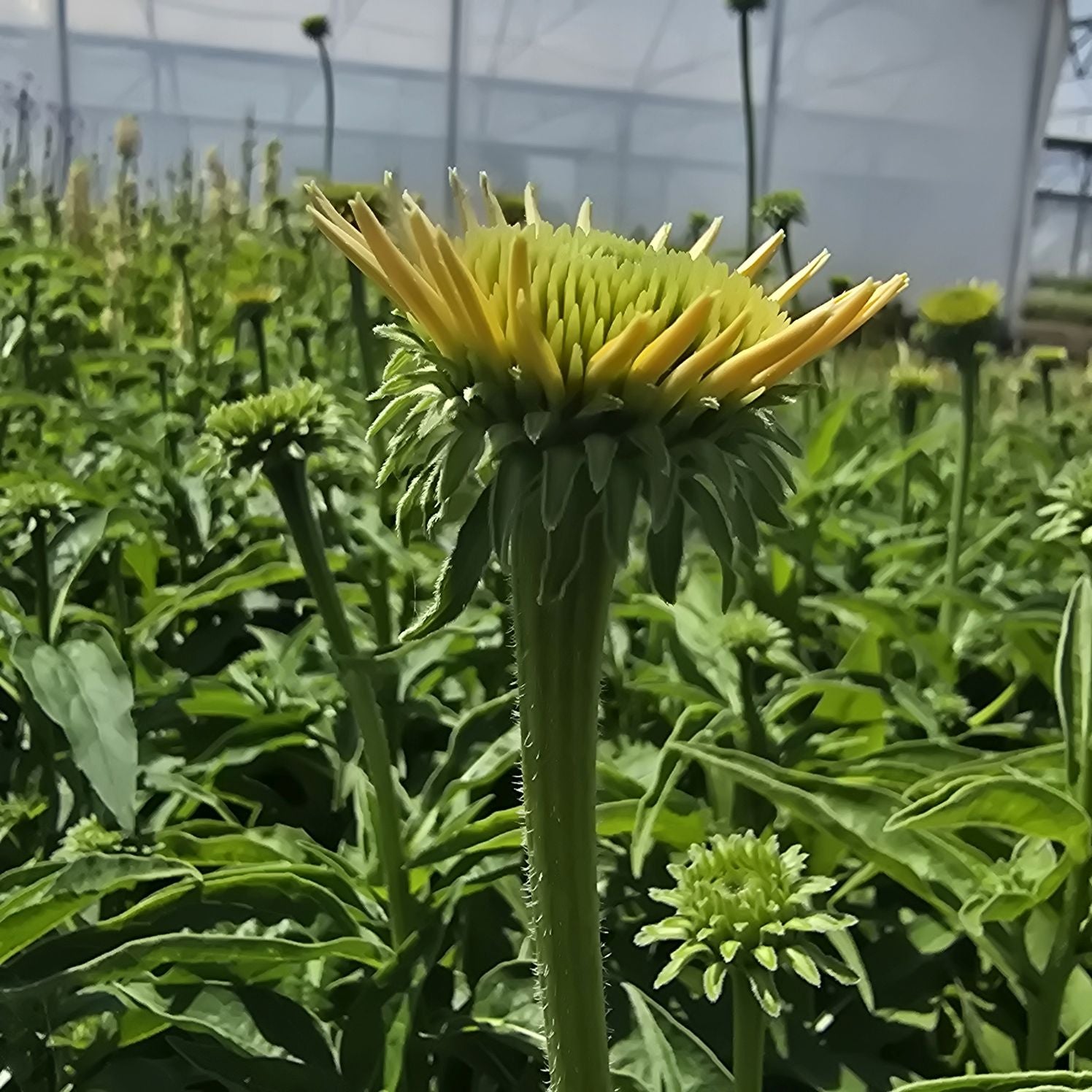 Echinacea Lakota™ Yellow - Echinacea Purpurea 'Lakota™ Yellow'