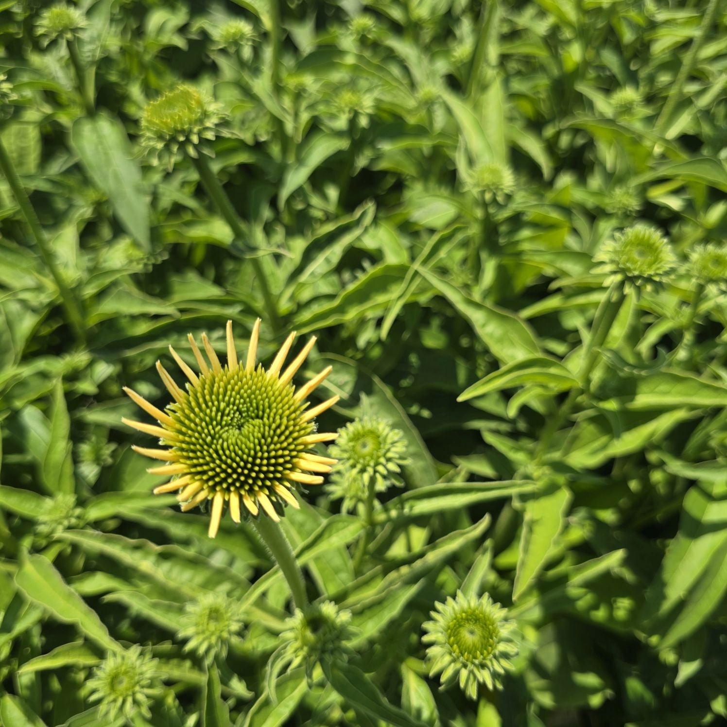 Echinacea Lakota™ Yellow - Echinacea Purpurea 'Lakota™ Yellow'