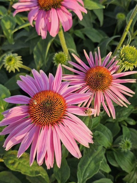 Echinacea Magnus - Echinacea Purpurea 'Magnus'