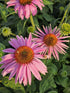 Echinacea Magnus - Echinacea Purpurea 'Magnus'