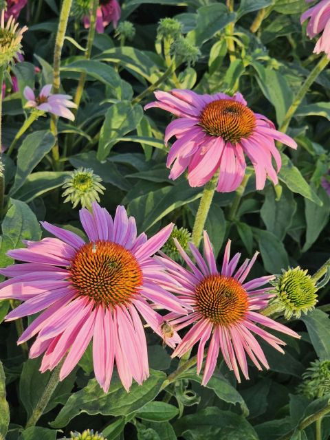 Echinacea Magnus - Echinacea Purpurea 'Magnus'