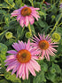 Echinacea Magnus - Echinacea Purpurea 'Magnus'