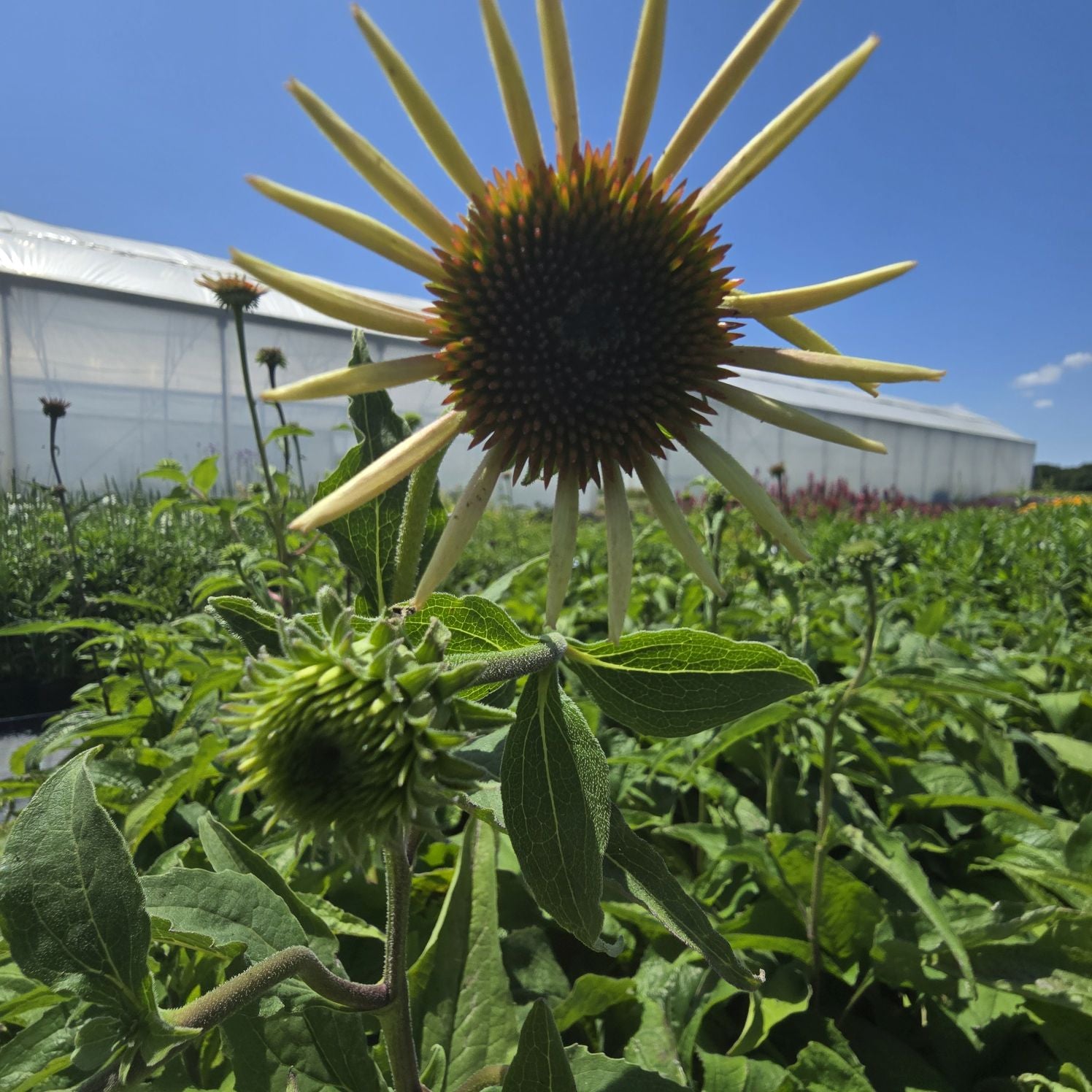 Echinacea 'Double Decker' - Echinacea Purpurea 'Double Decker'
