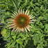 Echinacea 'Double Decker' - Echinacea Purpurea 'Double Decker'