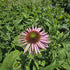 Echinacea 'Double Decker' - Echinacea Purpurea 'Double Decker'
