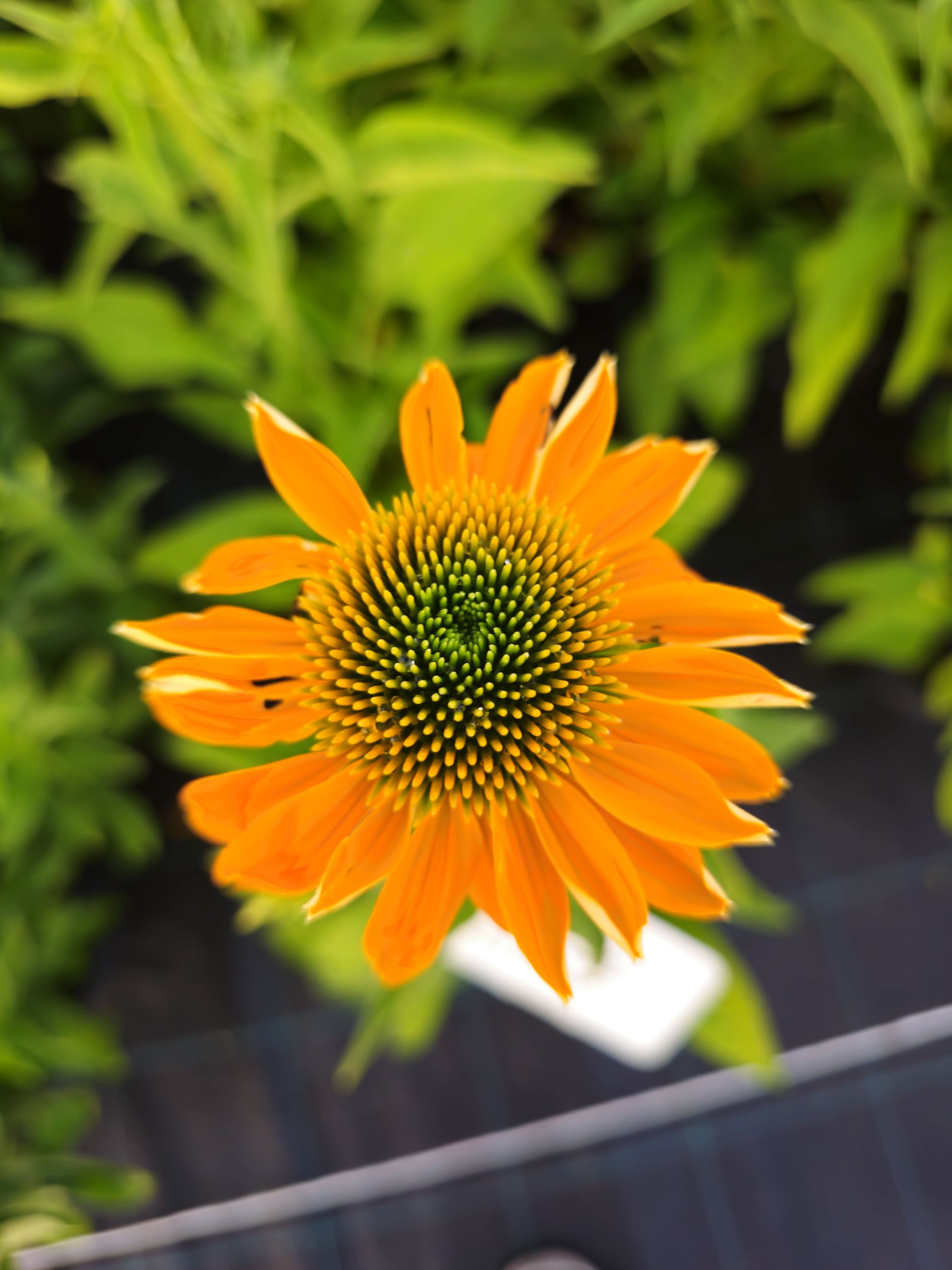 Echinacea Lakota™ Yellow - Echinacea Purpurea 'Lakota™ Yellow'