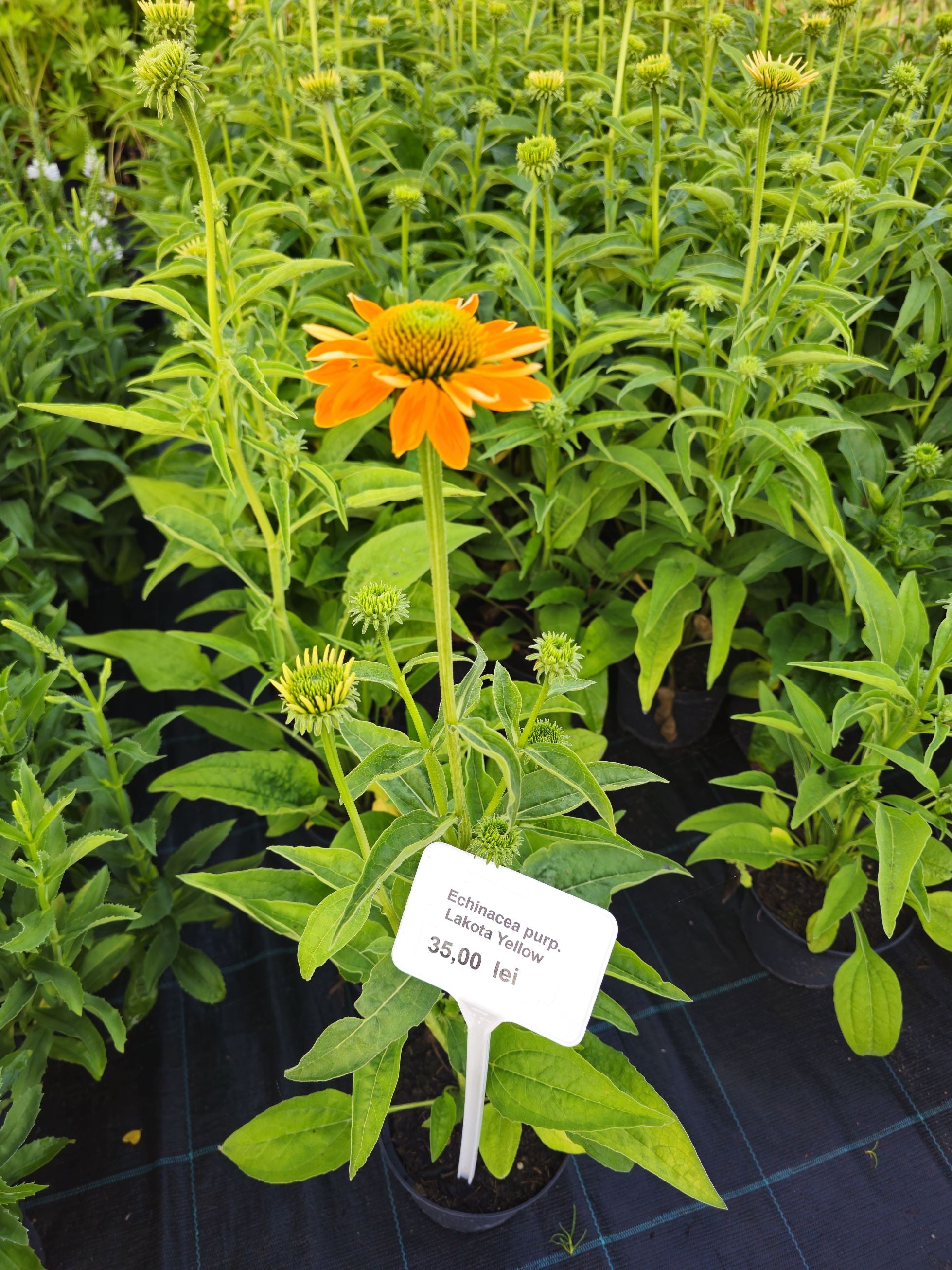 Echinacea Lakota™ Yellow - Echinacea Purpurea 'Lakota™ Yellow'