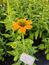 Echinacea Lakota™ Yellow - Echinacea Purpurea 'Lakota™ Yellow'