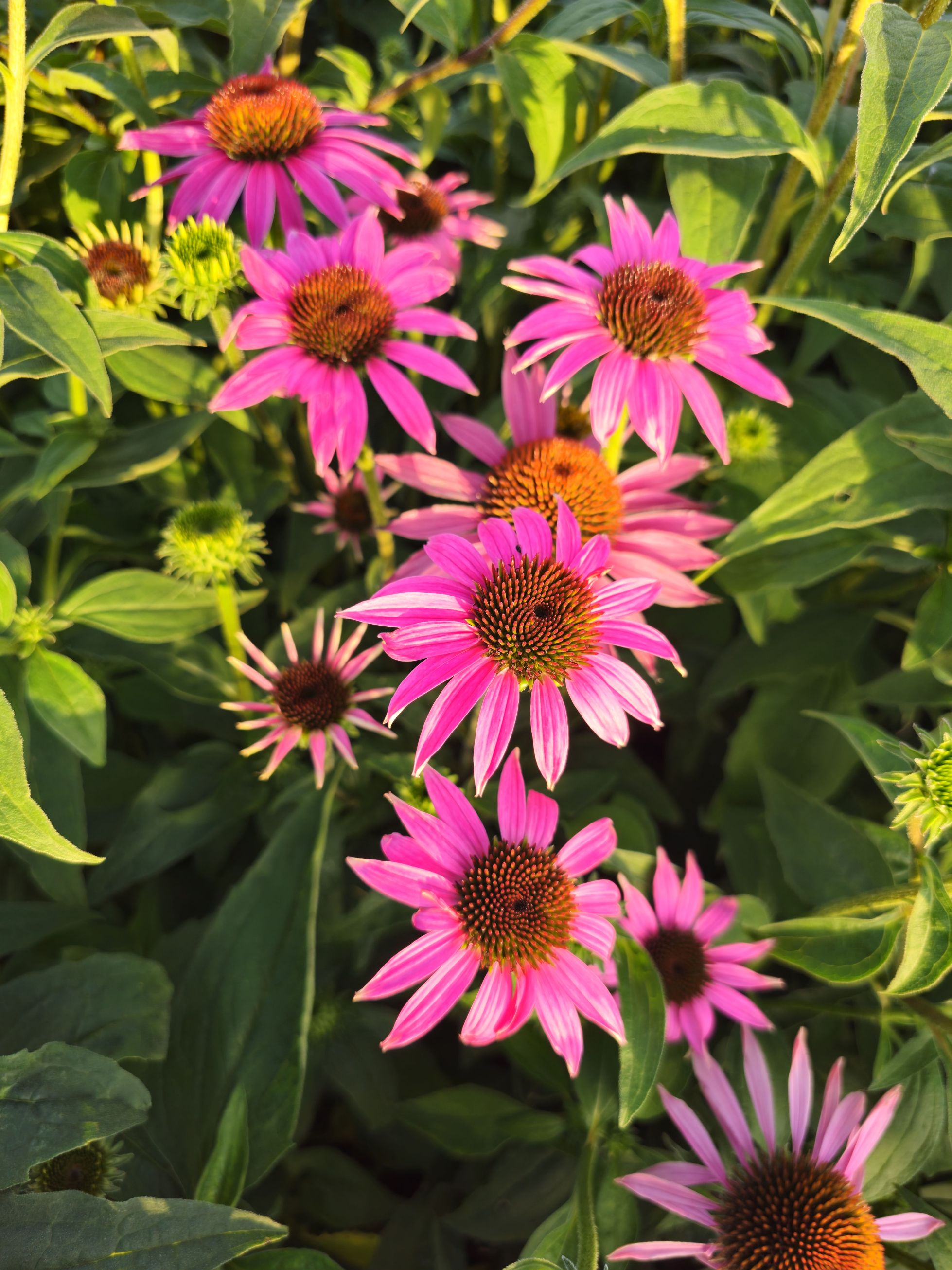 Echinacea Magnus - Echinacea Purpurea 'Magnus'