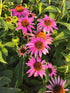 Echinacea Magnus - Echinacea Purpurea 'Magnus'