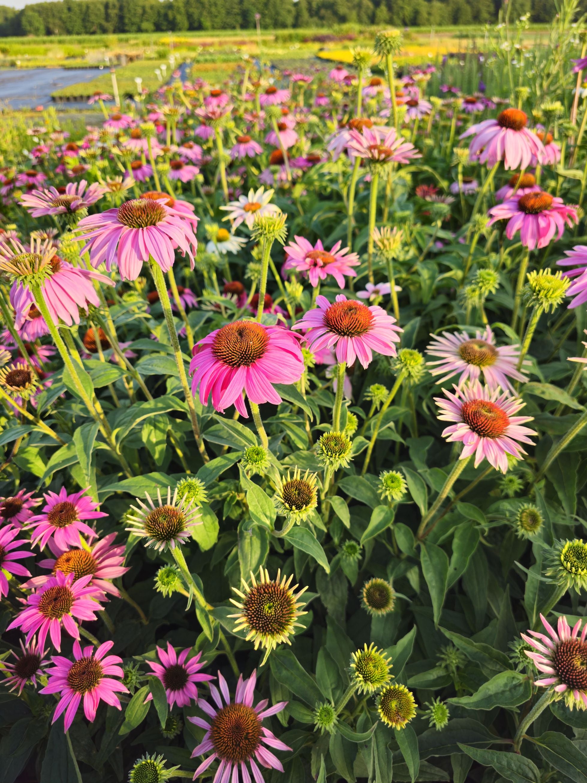 Echinacea Magnus - Echinacea Purpurea 'Magnus'