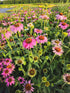Echinacea Magnus - Echinacea Purpurea 'Magnus'