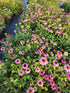 Echinacea Magnus - Echinacea Purpurea 'Magnus'
