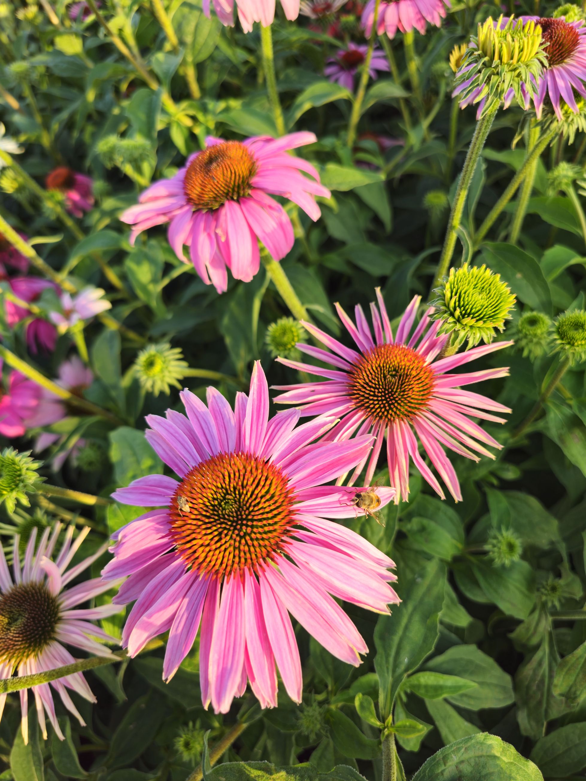 Echinacea Magnus - Echinacea Purpurea 'Magnus'