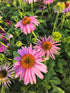 Echinacea Magnus - Echinacea Purpurea 'Magnus'