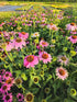 Echinacea Magnus - Echinacea Purpurea 'Magnus'