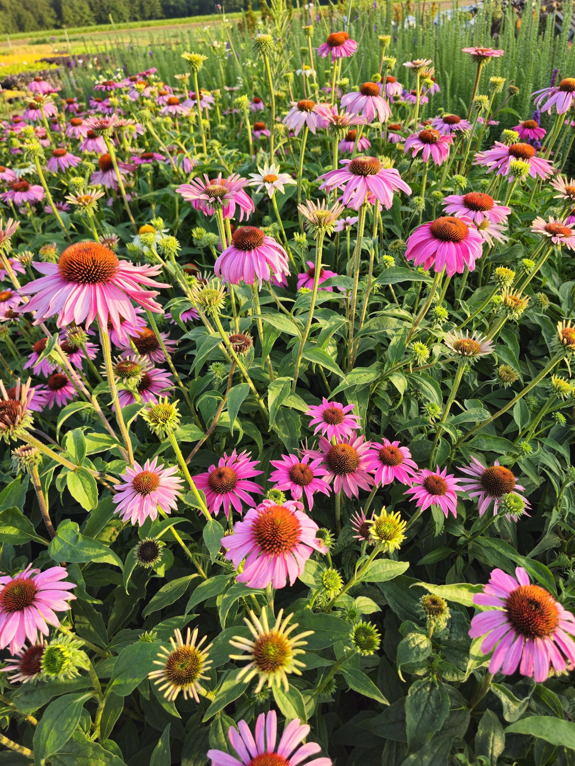 Echinacea Magnus - Echinacea Purpurea 'Magnus'
