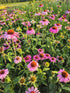 Echinacea Magnus - Echinacea Purpurea 'Magnus'