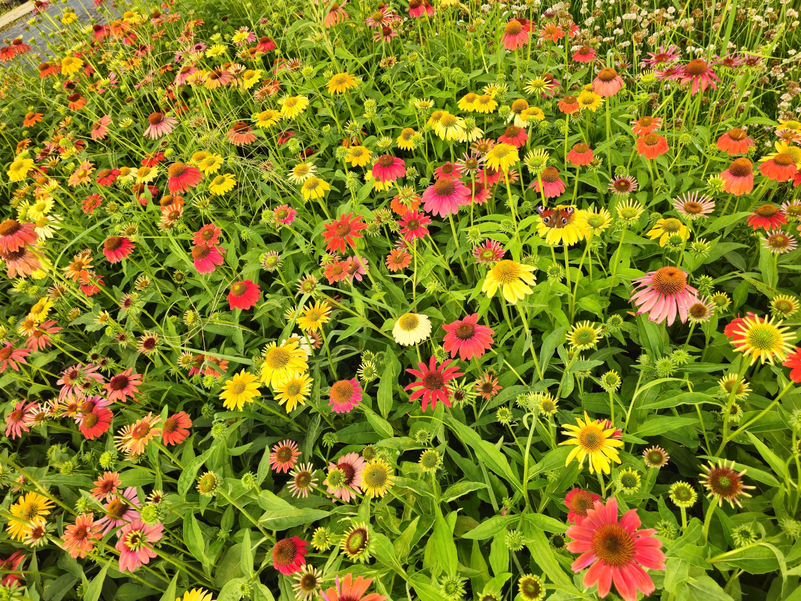 Echinacea Mixt de Culori - Echinacea Hybrida 'Cheyenne Spirit'