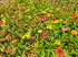 Echinacea Mixt de Culori - Echinacea Hybrida 'Cheyenne Spirit'