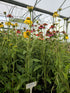 Echinacea Mixt de Culori - Echinacea Hybrida 'Cheyenne Spirit'