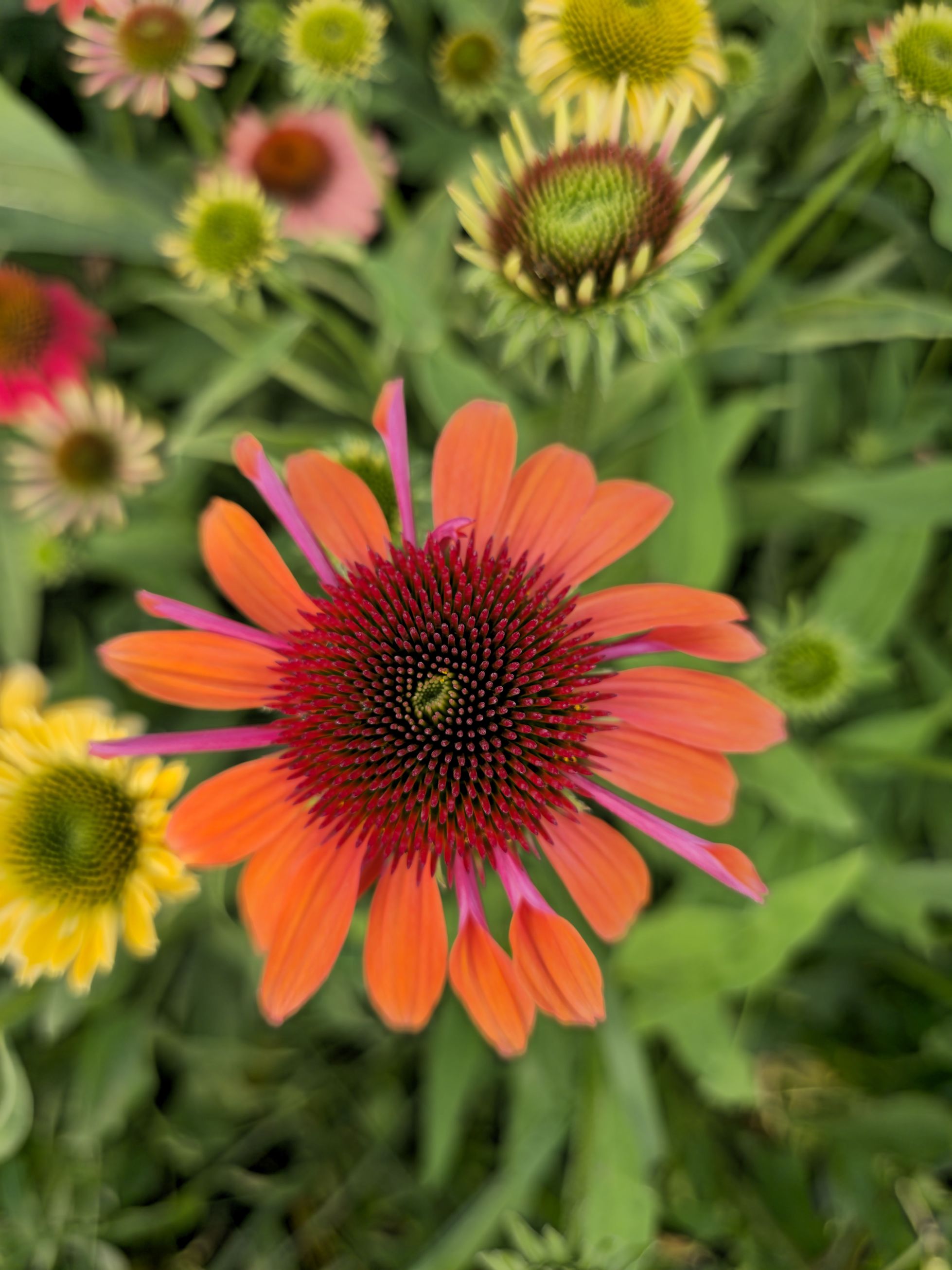 Echinacea Mixt de Culori - Echinacea Hybrida 'Cheyenne Spirit'