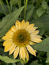 Echinacea Mixt de Culori - Echinacea Hybrida 'Cheyenne Spirit'