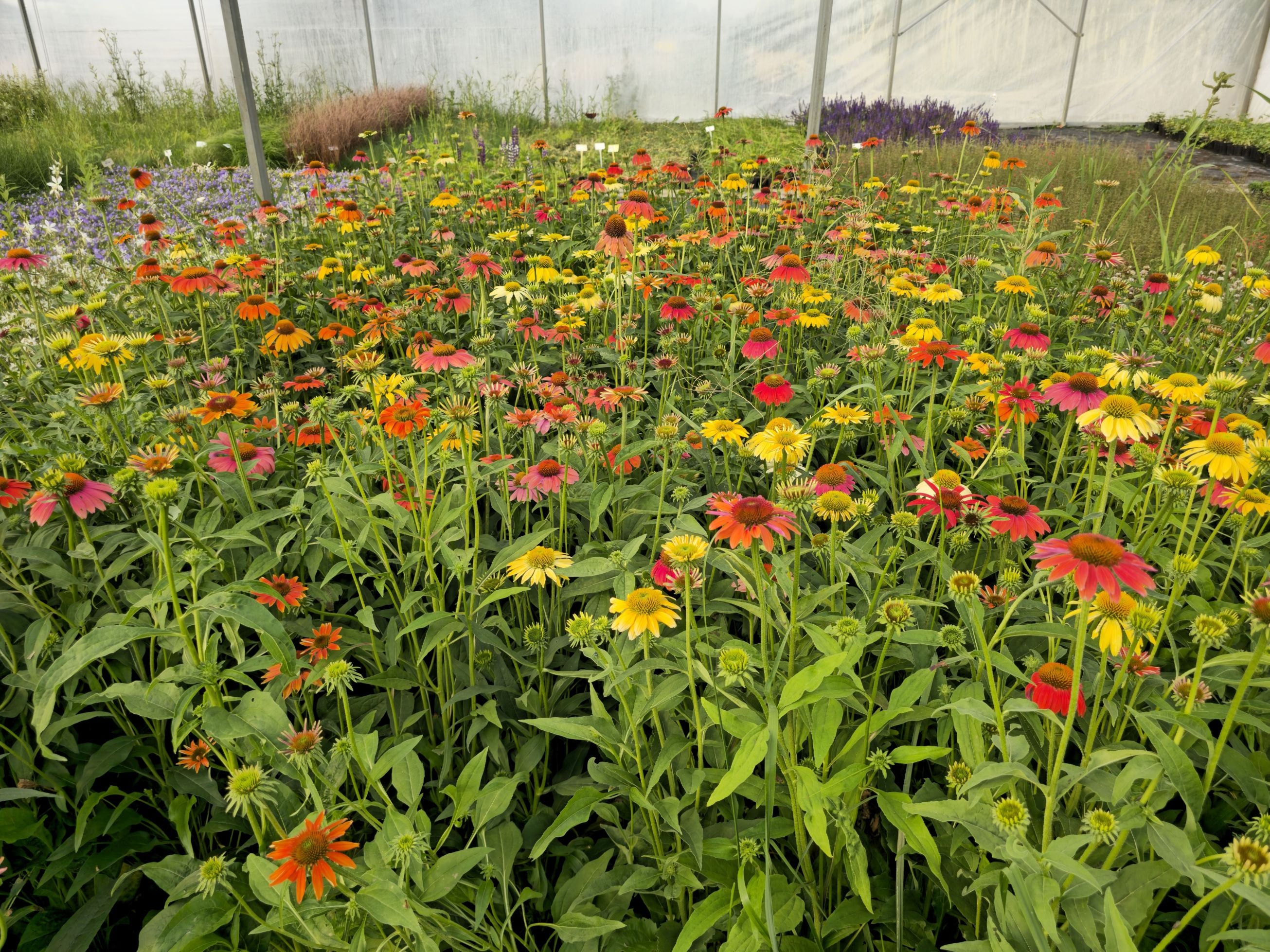 Echinacea Mixt de Culori - Echinacea Hybrida 'Cheyenne Spirit'