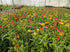 Echinacea Mixt de Culori - Echinacea Hybrida 'Cheyenne Spirit'