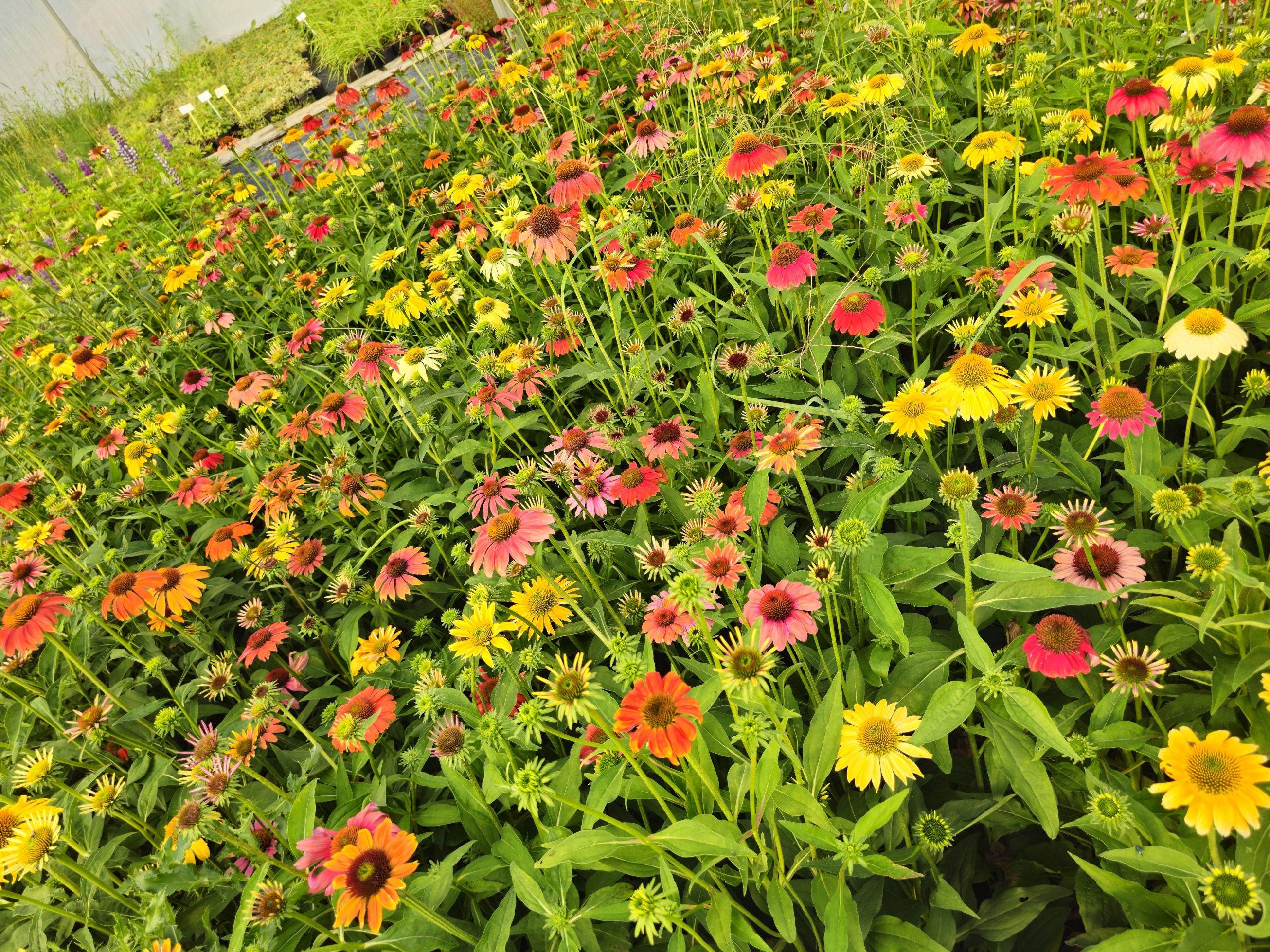 Echinacea Mixt de Culori - Echinacea Hybrida 'Cheyenne Spirit'