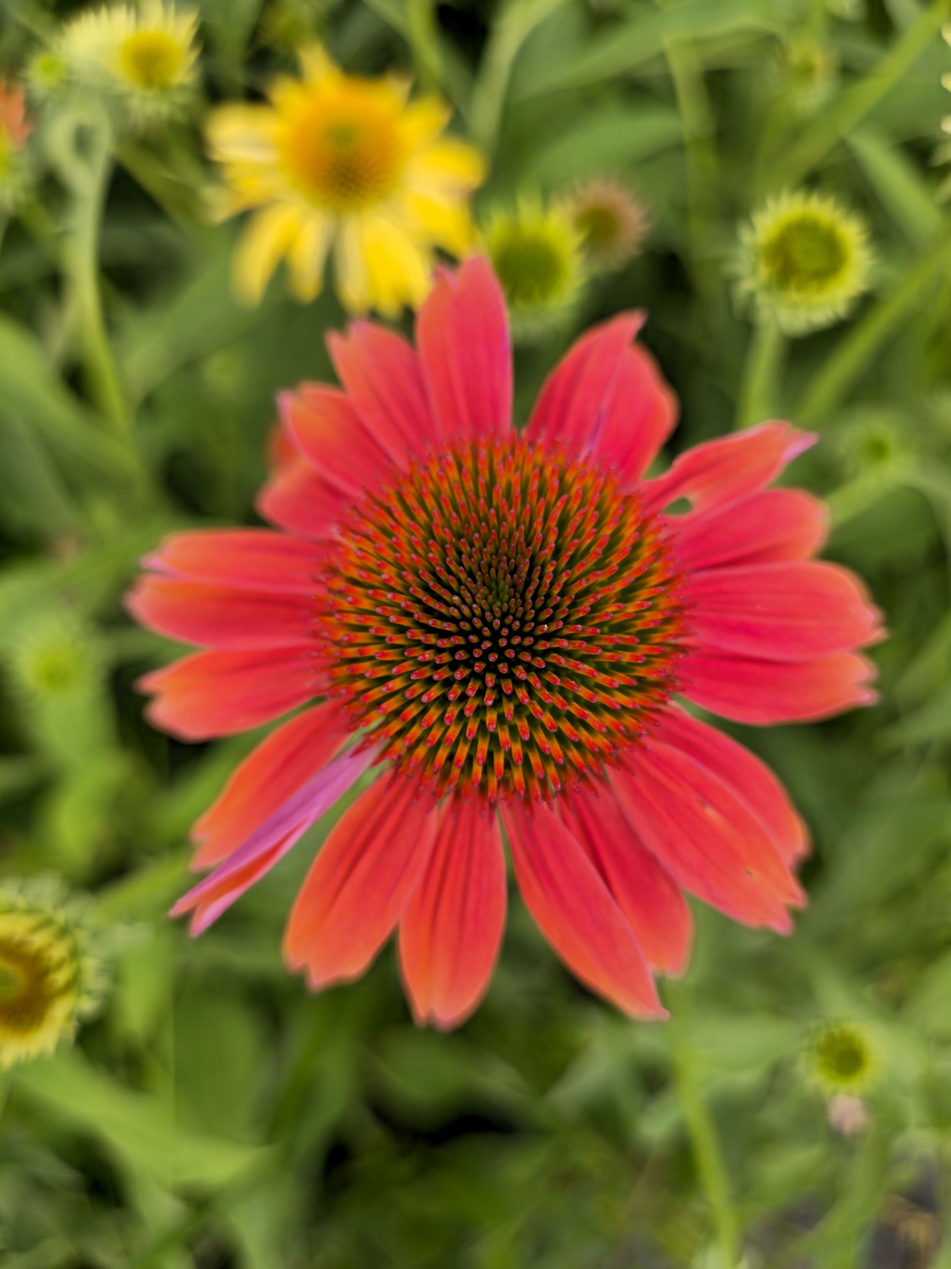 Echinacea Mixt de Culori - Echinacea Hybrida 'Cheyenne Spirit'