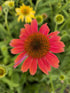 Echinacea Mixt de Culori - Echinacea Hybrida 'Cheyenne Spirit'