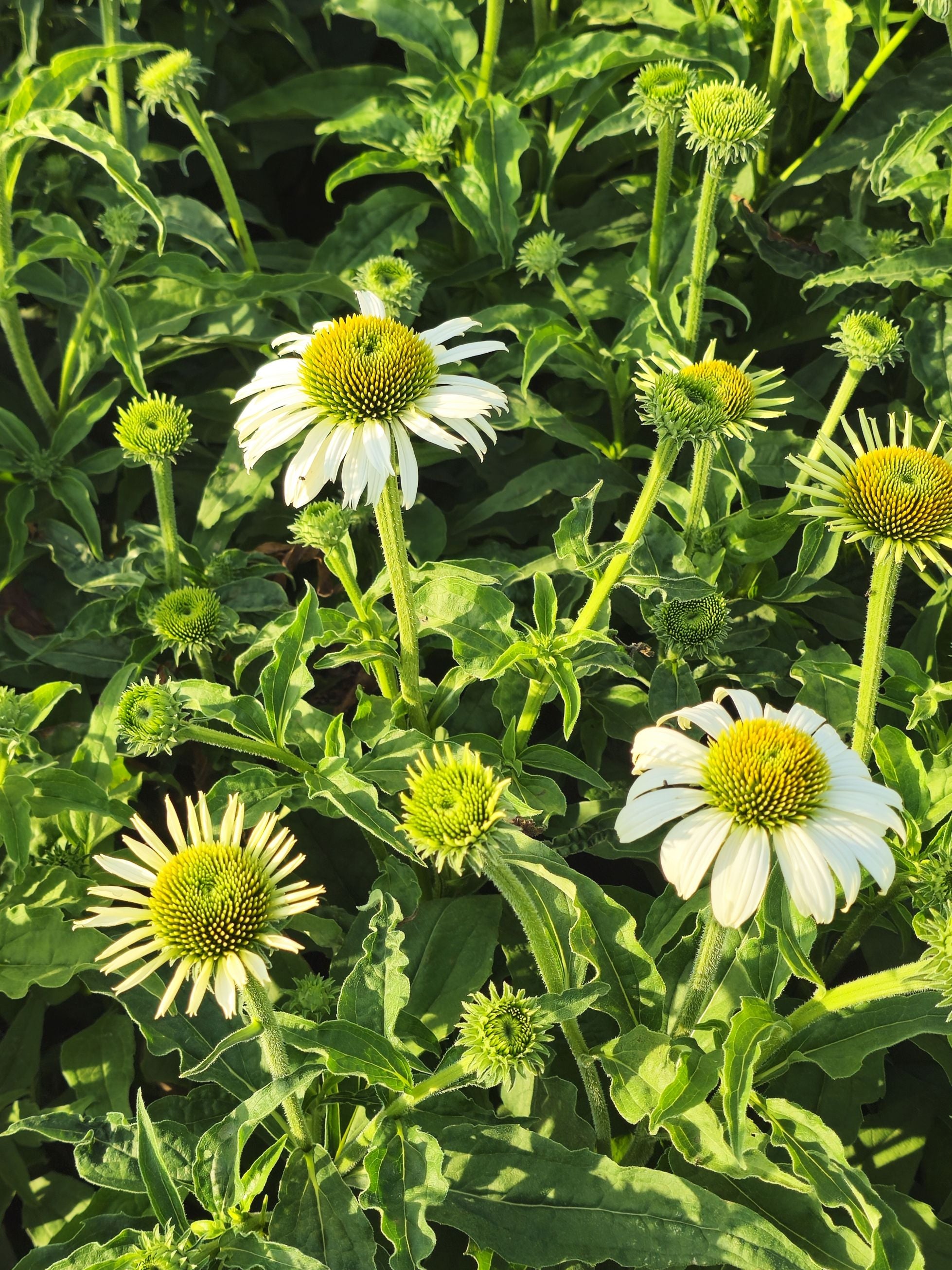 Echinacea 'White Swan' - Echinacea Purpurea White Swan