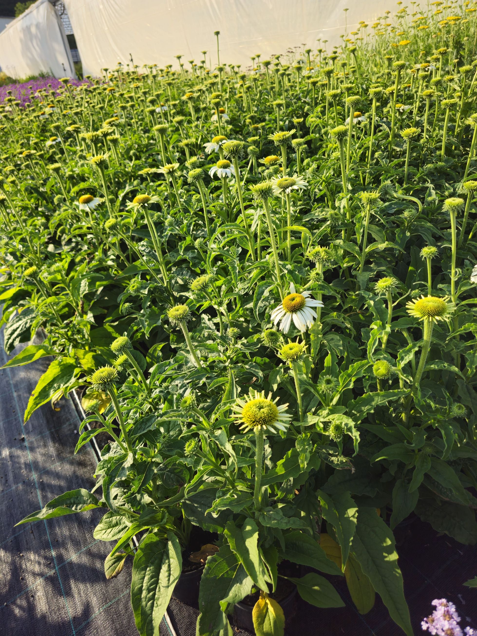 Echinacea 'White Swan' - Echinacea Purpurea White Swan