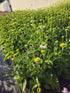 Echinacea 'White Swan' - Echinacea Purpurea White Swan