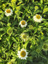 Echinacea 'White Swan' - Echinacea Purpurea White Swan